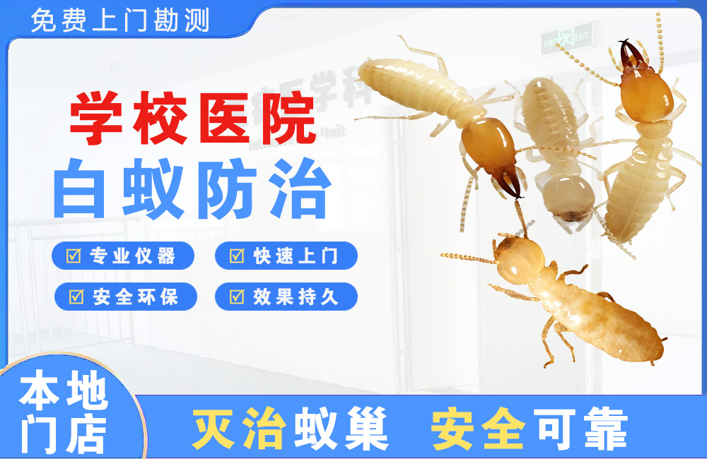 六安学校医院白蚁防治